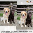 스윗펫 이미지