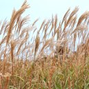 억새2축구장 이미지