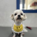 뽀숑그루밍 이미지