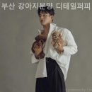 부산 강아지분양 디테일퍼피 | [부산/분양샵] 부산 강아지분양 디테일퍼피 다양한 견종을 직접 보고 고를 수 있는 곳