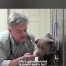 강아지 마음 이미지