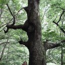 국골민박 이미지