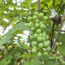 신낙남정맥 1구간 창원 불모산(佛母山 801) 2026. 06. 27. 이미지