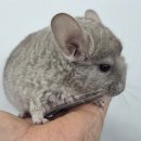 펫엔글라이더 대전점 | 대전이색동물분양가능한곳(펫엔글라이더 대전점)