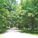 파주삼릉 이미지