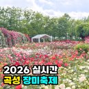 곡성아울렛 | 전라도 곡성 장미축제 2026 실시간 기차마을 주차 공연 가수 장미 터널