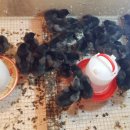 연산농장 이미지