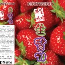 래빗코리아 이미지