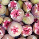 영암농장 이미지