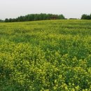 야생화단지내 이미지