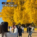 미니스톱 원주단계은행점 | 원주 반계리 은행나무 주차 cctv 실시간 보는 방법 먹거리 등 주말 방문 후기(11.15.기준)