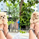 천안강아지분양 우리집퍼피 천안아산본점 (하이도그) 이미지