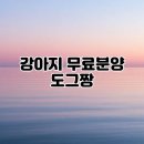 도그짱 | 강아지 무료분양 도그짱