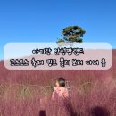 대산가축 | 아기랑 안성팜랜드 핑크뮬리 보러 다녀옴