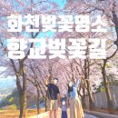 화천향교 | 화천 벚꽃 명소 강원도 화천 아기랑 갈만한 곳 4월 화천읍 향교 벚꽃 추천