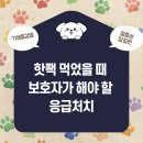 두류동물병원 네이버블로그