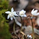 싱그랭이 이미지