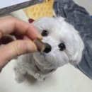 프롬벳 | [프롬벳] 순수스틱 오메가3💛 내돈내산 후기＼(^o^)／