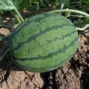 고창행복농장 이미지