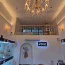 창원고양이분양 퍼스트캣 창원점 이미지