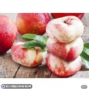 아삭과일 | 데일리팜 대극천 납작복숭아 아삭한 딱복 여름 제철과일 후기