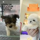 달강아지 Daum카페