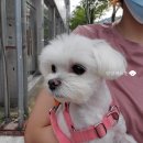 올치동물병원 | [애견미용] 양산동 애견미용, 올치동물병원 전체미용 후기!