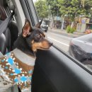 미미(흑미) 반려일기3 이미지