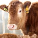 한우가 최고야 이미지