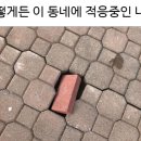 구옥주택 이미지