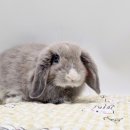 체리쉬펫 이미지