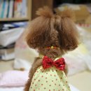 트윙클 펫샵 이미지