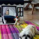 몽몽이# 이미지