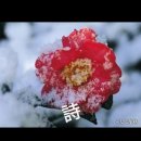 동백 이미지