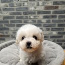 하이바이분양소