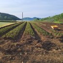 오번리 농장 이미지