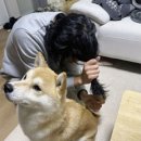 씨오디아이