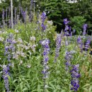 블루세이지 이미지