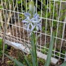 카사미아 이미지