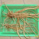 황기농장 이미지