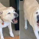 이불 속 댕댕이 이미지