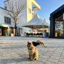 조선다방 미평점 이미지