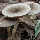 광비늘주름버섯 Agaricus praeclaresquamosus Freeman 98. 이미지