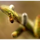 버들강아지 이미지