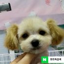 개린이미용실 | 수원 서수원 권선구 호매실동 당수동 금곡동 스트레스없는 애견미용 큐트독 *배냇미용 포메라니안