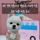 커몽 | 부천 강아지 미용 커몽 방문후기 | 논스트레스 가위컷 &amp; 프리미엄 스파