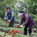 지리산산양삼