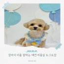 도그185 강아지미용실 | 남양주 강아지 미용 잘하는 애견 미용실 도그도감 후기