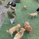 플라워천국 | 제주 성산 아기랑가볼만한곳 아일랜드플라워 아기강아지들천국