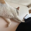 스몰버드카페